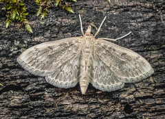 Anania quebecensis