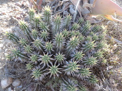 Euphorbia ferox