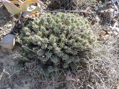 Euphorbia ferox