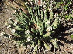 Euphorbia esculenta
