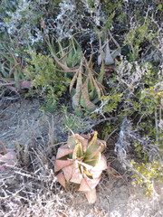 Aloe microstigma microstigma