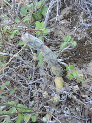 Baculellum articulatum