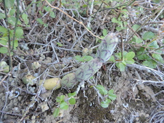Baculellum articulatum