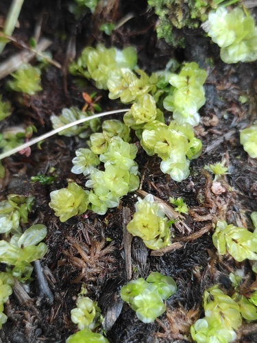 Mnium blyttii