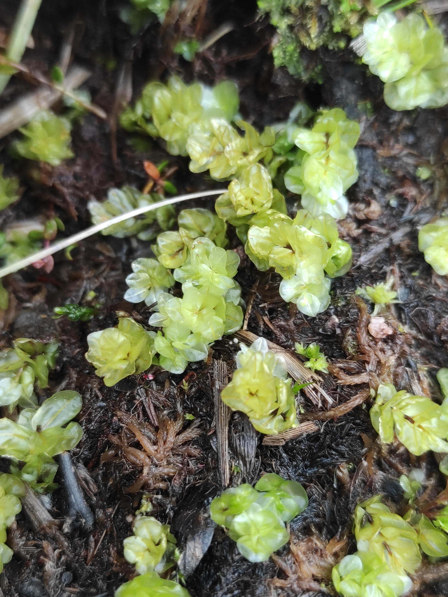 Mnium blyttii