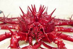 Neolithodes grimaldii