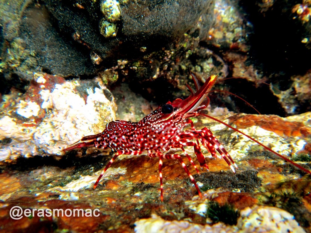 rabbitnose shrimp