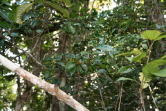 Ficus politoria