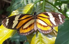 Lycorea halia discreta