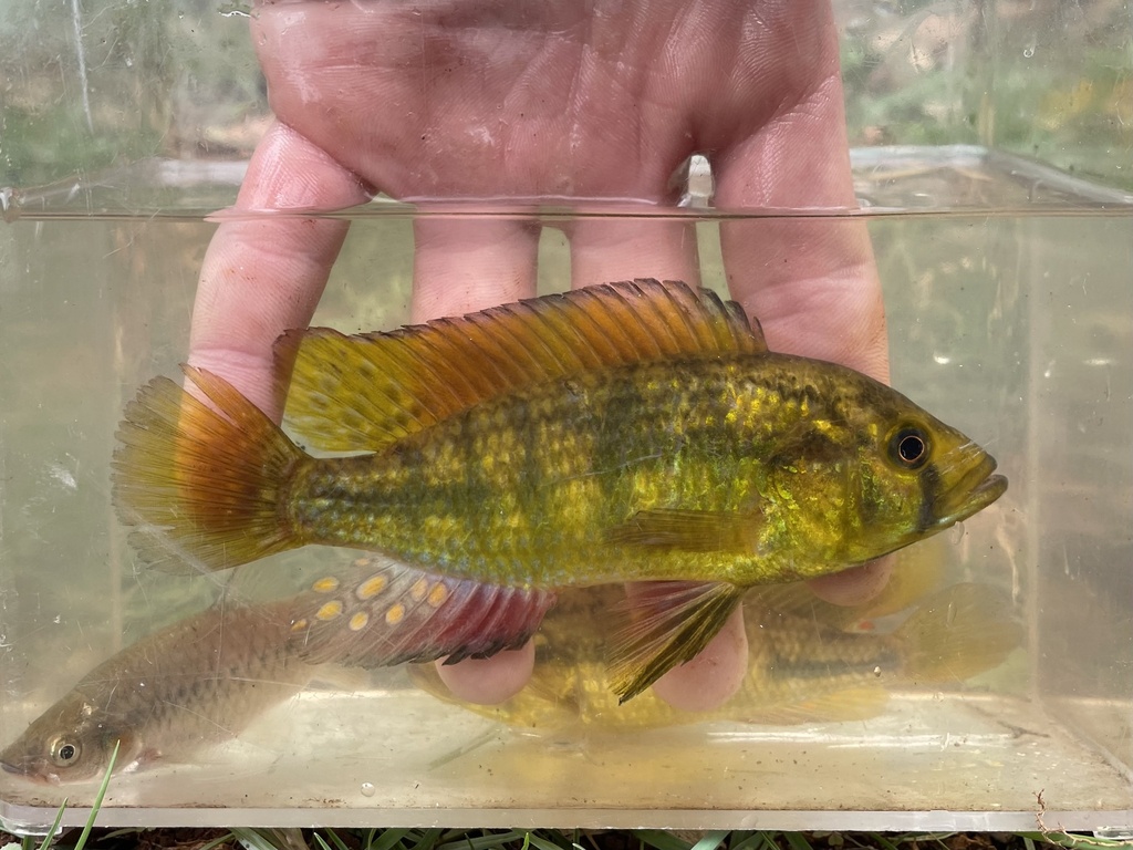 Alluaud's haplo (Astatoreochromis alluaudi) — Cichlidae
