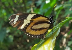 Lycorea halia discreta