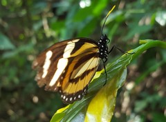 Lycorea halia discreta