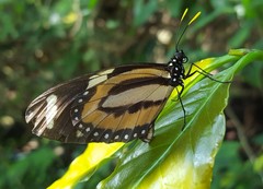 Lycorea halia discreta