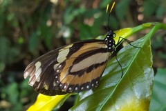 Lycorea halia discreta