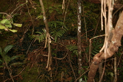 Zoosphaerium neptunus