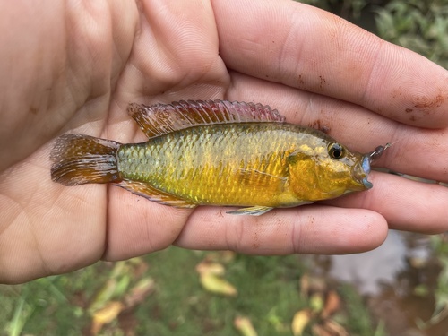 Dwarf Victoria mouthbrooder (Pseudocrenilabrus multicolor) — Cichlidae — 3