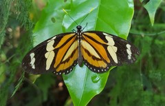 Lycorea halia discreta