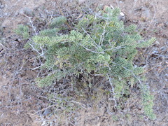 Asparagus crassicladus