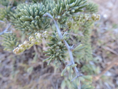 Asparagus crassicladus