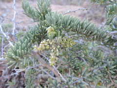 Asparagus crassicladus