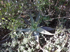 Aloe microstigma microstigma