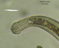 Lepidodermella