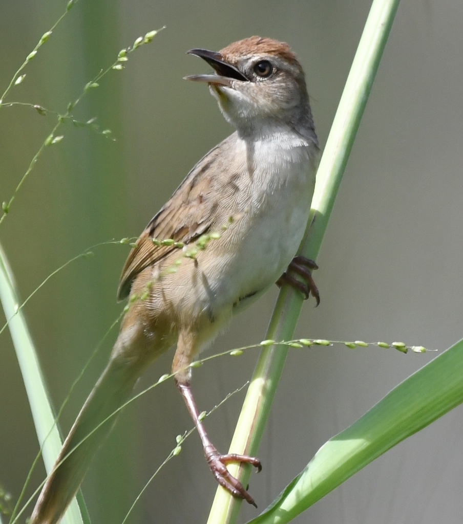 Tawny Grassbird (Cincloramphus timoriensis) photo