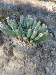 Euphorbia esculenta