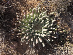 Euphorbia esculenta