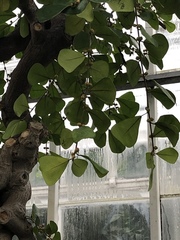 Ficus triangularis