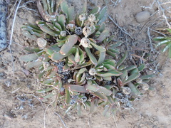 Glottiphyllum longum