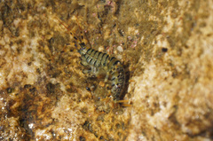 Eulimnogammarus verrucosus