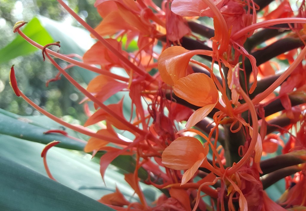 Bạch điệp – Hedychium coccineum
