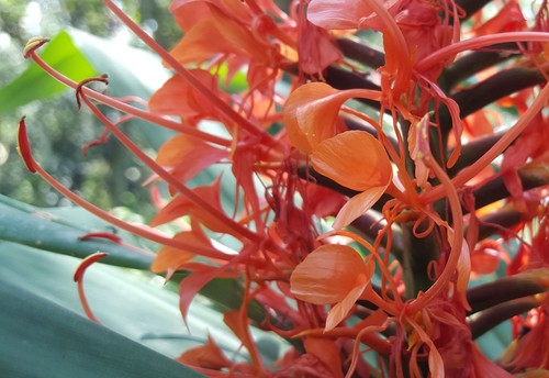 Hedychium coccineum (Hedychium coccineum)