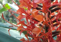 Hedychium coccineum