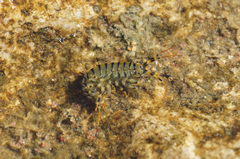 Eulimnogammarus verrucosus