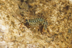 Eulimnogammarus verrucosus