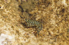 Eulimnogammarus verrucosus