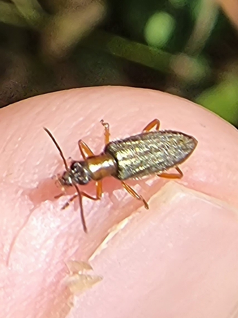 Stenostoma lowei