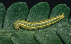 Anania quebecensis