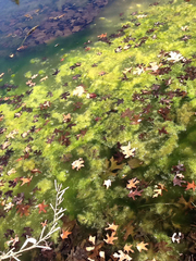 Charophyta