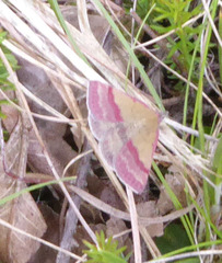 Phytometra viridaria