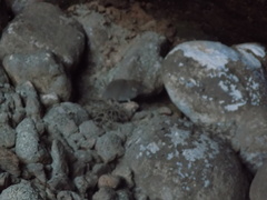 Notiosorex crawfordi