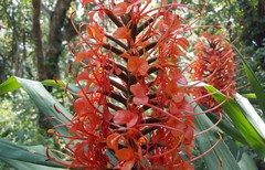 Hedychium coccineum