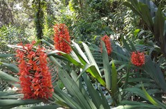Hedychium coccineum