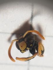 Polistes gallicus