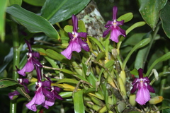 Miltonia moreliana