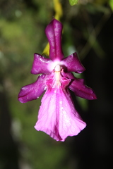 Miltonia moreliana