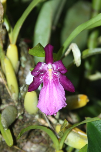 Miltonia moreliana iNat (1)
