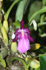 Miltonia moreliana